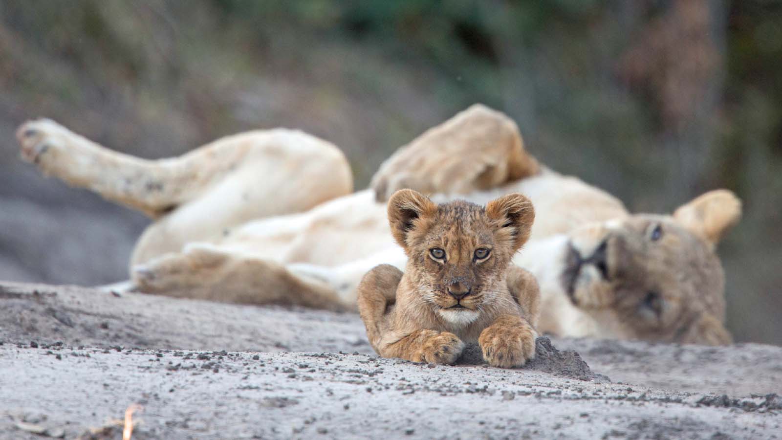 Best Safari Destinations to see Lions in Africa